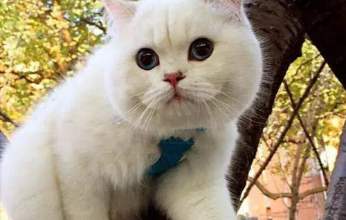 貓眼睛有一條透明粘稠物