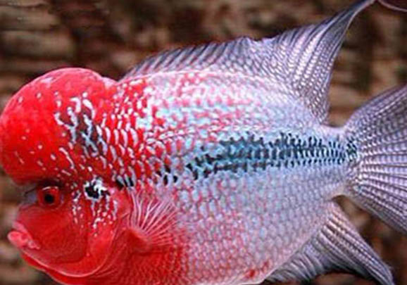 如何挑選體態(tài)好的羅漢魚
