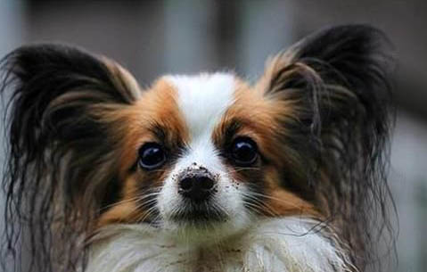 蝴蝶犬吐白色粘稠液體的原因及處理方法