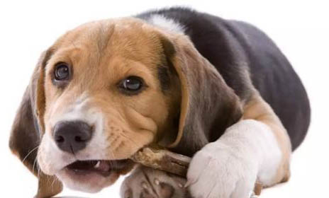 犬瘟單抗和細小單抗間隔多久