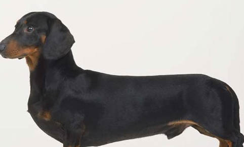 臘腸犬優(yōu)缺點(diǎn)