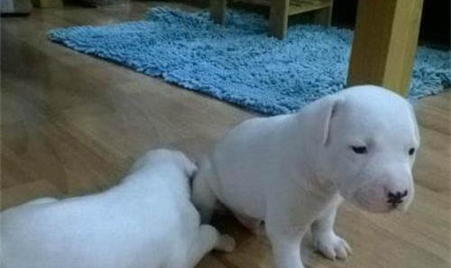 惠比特犬打架厲害嗎