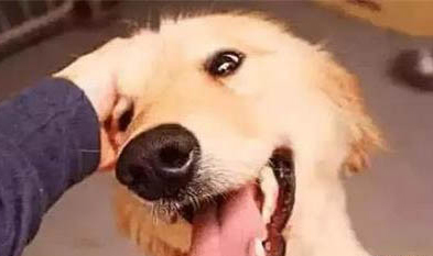 犬瘟一般挺過多久就算好了？