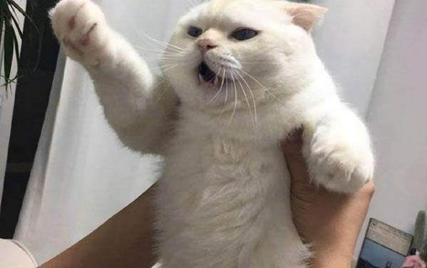 小貓晚上總叫怎么辦