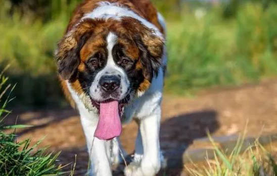 養一只圣伯納犬每月費用多少