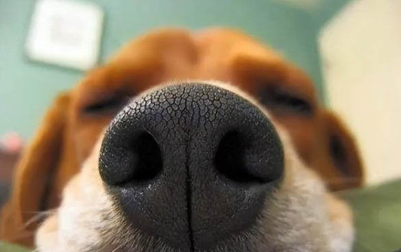 狗狗感冒的癥狀有哪些