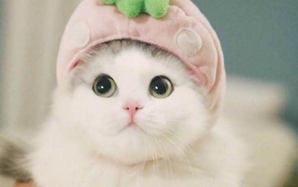 攜帶貓瘟病毒的貓咪一定會生病嗎?