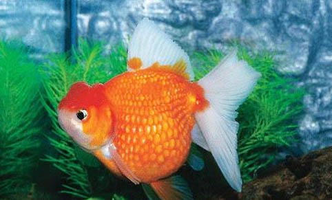 蘭壽金魚喜歡什么水質