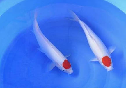 日本錦鯉魚好養嗎