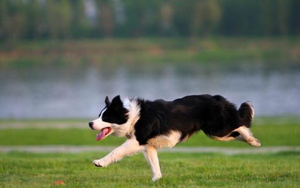 邊境牧羊犬的缺點有哪些