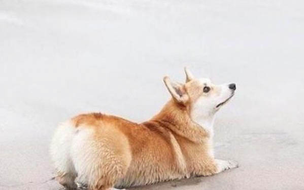 叫狗狗的名字它不理