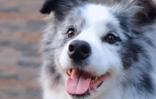 邊境牧羊犬純種多少錢