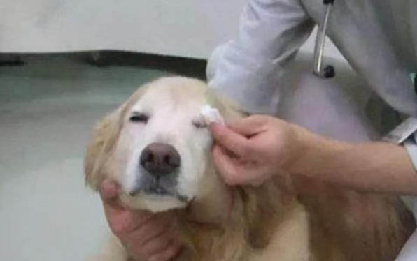 金毛能不能吃檸檬