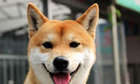 柴犬為什么不喜歡被抱