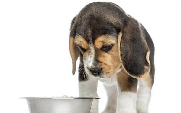 怎么引導(dǎo)狗狗在尿墊上廁所