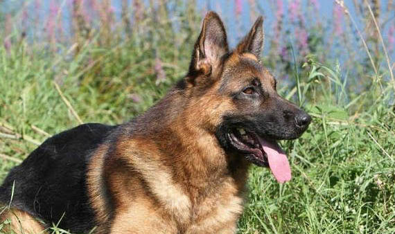 英國古代牧羊犬價(jià)格?古牧飼養(yǎng)注意事項(xiàng)有哪些?