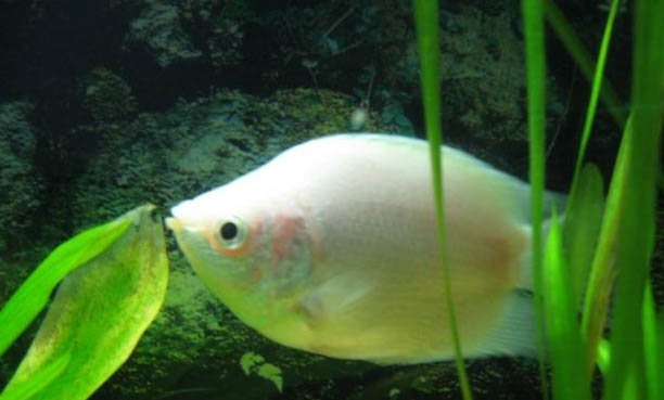 路亞可以釣海鱸魚嗎
