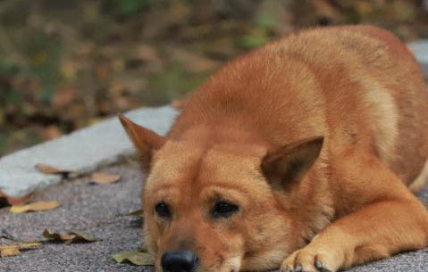 狗狗幾個月開始換牙