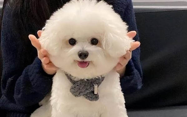 狗狗懷孕初期癥狀?
