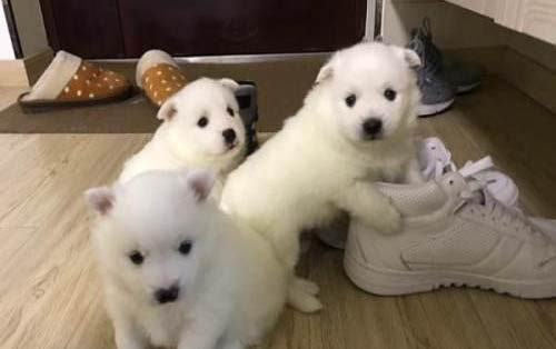 銀狐犬和博美的區別是什么?