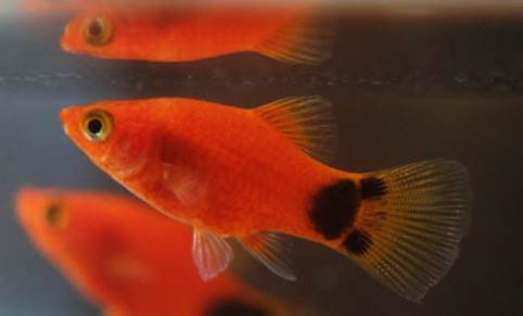 家庭養(yǎng)殖觀賞魚(yú)的七大要點(diǎn)