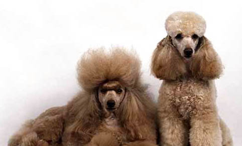 貴賓犬懷孕多久會生?
