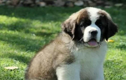為什么要禁養圣伯納犬?