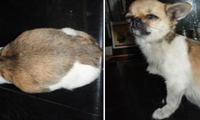 中型寵物犬有哪些品種