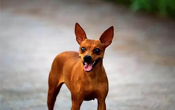 棉花面紗犬哪里有賣