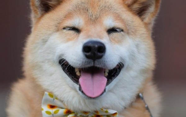 柴犬成年體重是多少斤?