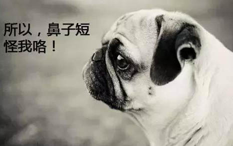 狗懷孕50天小狗成型了嗎