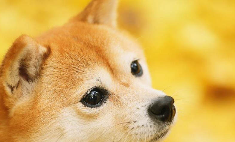 柴犬幾個月才會笑