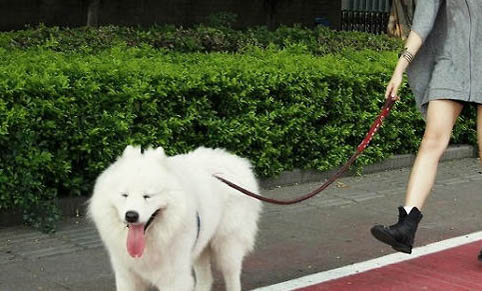 狗狗老想舔臉是為什么