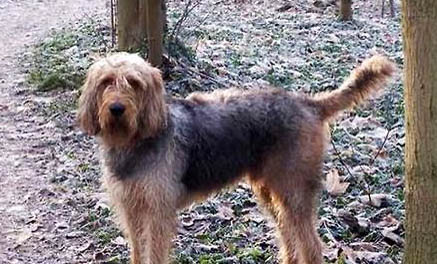西藏獵犬尿道口粘稠液體黃綠色