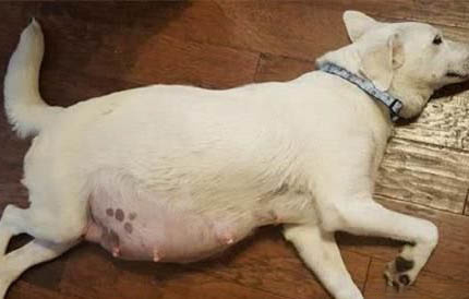 狗狗腸炎為什么禁食不吃東西