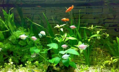白云金絲魚(yú)和青鳉魚(yú)哪個(gè)好養(yǎng)