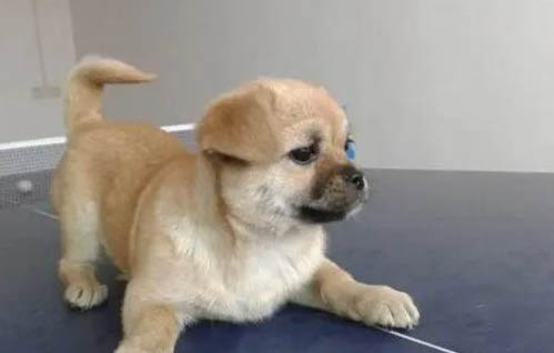 純種中華田園犬哪里有買的