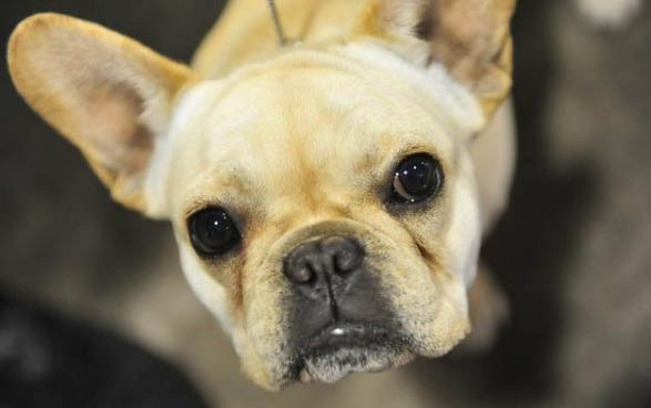 怎么給喜樂蒂牧羊犬測體溫