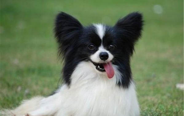 蝴蝶犬價格