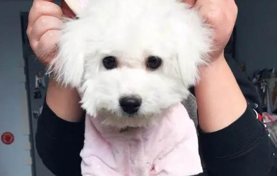 狗狗冠狀病毒肺炎有哪些狀況