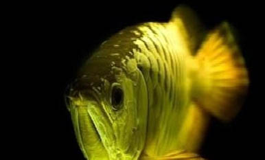 金龍魚多久能長大