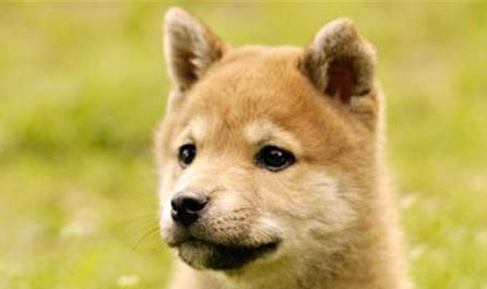 狗狗得犬瘟一般多久抽搐一次?