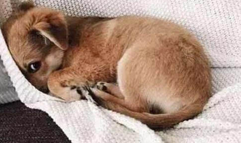狗狗不吃狗糧咋辦