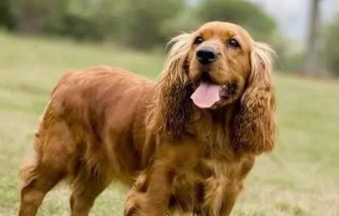 美國可卡犬多少錢一只?
