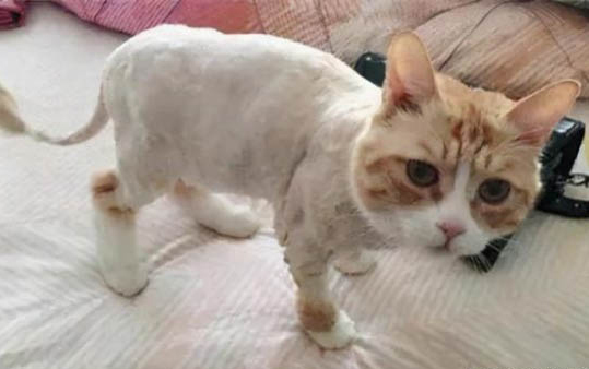 小貓死了要馬上埋了嗎
