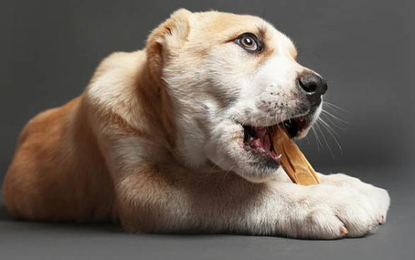 狗狗為什么可以迎合人