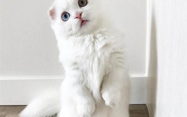 貓咪脖子上有個鼓包?