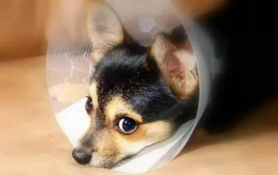 狗眼瞼內翻的防治