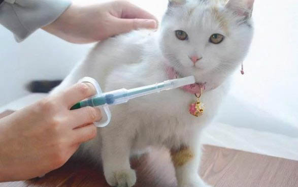 2個(gè)月的小貓咪拉稀是怎么回事呀