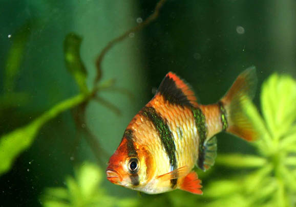 根據生態模型的魚缸造景有哪些 水族缸